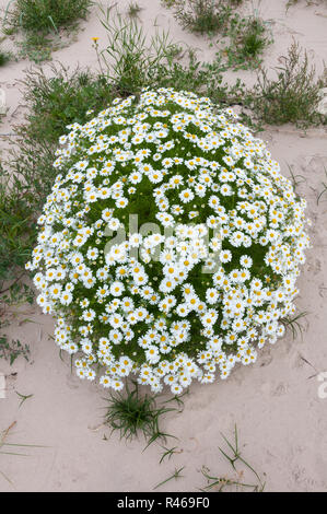 Sea Mayweed (Matricaria maritima, Tripleurospermum maritimum) wächst in einer Strandlinie/dune Gemeinschaft, Schottland Stockfoto