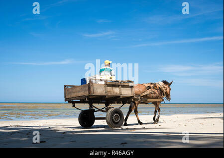 CAIRU, BAHIA, BRASILIEN - ca. Februar 2018: Brasilianische Arbeiter fahren mit dem Warenkorb durch ein Maultier über einen leeren Strand gezogen Stockfoto