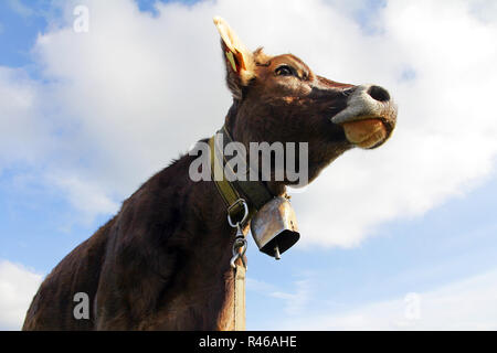 Junge braune Kühe mit Hörnern und Cowbell in der Weide Stockfoto