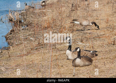 Ruhe Gans Paar Stockfoto