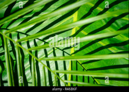 Hellen grünen Palmwedeln Casting Shadows auf banana Palm Blätter Stockfoto