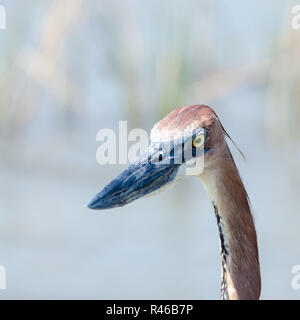 Goliath heron Kopf portrait Stockfoto