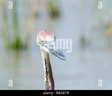 Goliath heron Kopf portrait Stockfoto