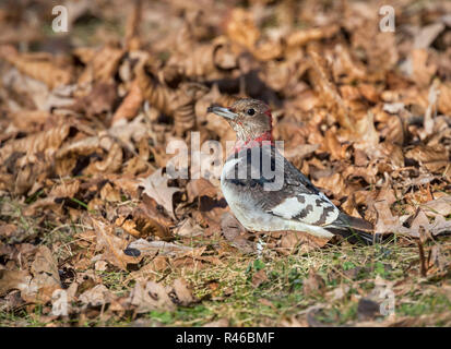 Juvenile rothaarige Specht (Melanerpes erythrocephalus) in den gefallenen Eichenlaub, Iowa, USA. Stockfoto