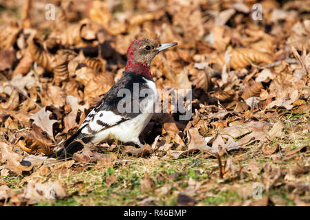 Juvenile Rothaarige Specht (Melanerpes erythrocephalus) für die eicheln unter den gefallenen Eichenlaub, Iowa, USA. Stockfoto