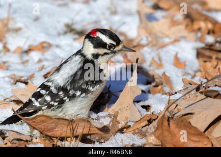 Downy Woodpecker (Dryobates pubescens) männliche Fütterung auf einer Eiche Blätter durch den ersten Schnee, Iowa, USA Stockfoto