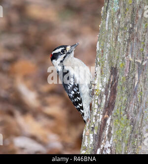 Downy Woodpecker (Dryobates pubescens) männliche Fütterung auf einem Baumstamm, Iowa, USA Stockfoto