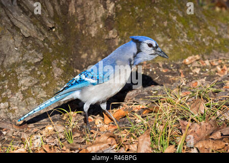 Blue Jay (Cyanocitta cristata) Suche nach eicheln unter einer Eiche, Iowa, Ledges State Park, USA Stockfoto