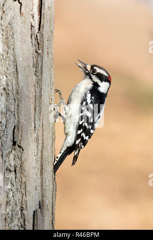 Downy Woodpecker (Dryobates pubescens) männliche Fütterung auf einem Baumstamm, Iowa, USA Stockfoto