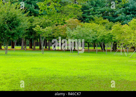 Grüne Felder mit dem grünen großen Baum an der Insel Nami, Südkorea Stockfoto