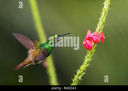 Snowy bauchige Kolibri im Flug mit kleinen roten Blume Stockfoto