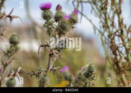 Auf der Suche durch die schottische Disteln in Royal Troon Golf Club Klubhaus Stockfoto