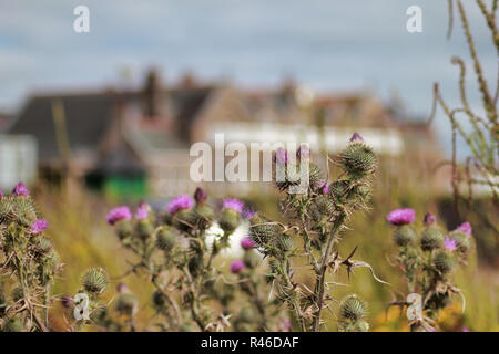 Auf der Suche durch die schottische Disteln in Royal Troon Golf Club Klubhaus Stockfoto