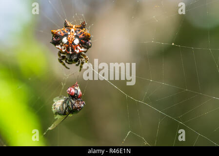 Weibliche Hawaiian Gasteracantha Cancriformis Stockfoto