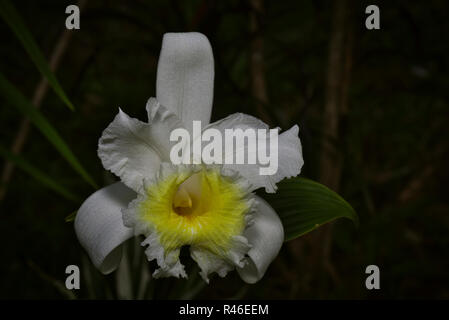 Weiß sobralia Orchidee mit gelben Innenraum Stockfoto