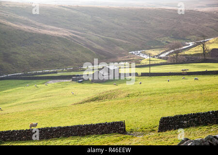 Blick auf die Schafe in der rollenackerland Landschaft der Teesdale Valley County Durham North Pennines England Großbritannien Stockfoto