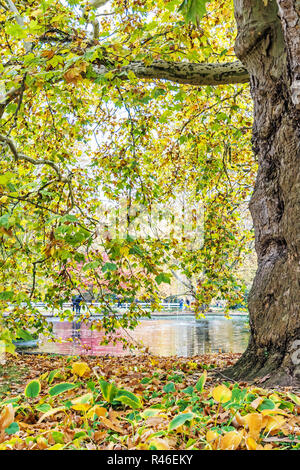 Maulbeerfeigenbaum und See, Karlovy Vary, Tschechische Republik. Saisonale natürliche Szene. Reiseland. Stockfoto