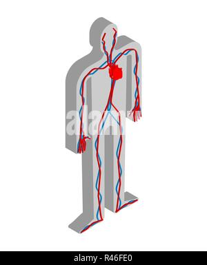 Herz und Blutkreislauf isometrische Anatomie des menschlichen Körpers. Innere Organe 3 D. Organsysteme Körper Stock Vektor
