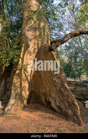 Big Seide Baumwolle Bäume (ceiba pentandra) oder thitpoks (Tetrameles nudiflora) in Angkor, Siem Reap, Kambodscha bei Sonnenuntergang im Sommer Stockfoto