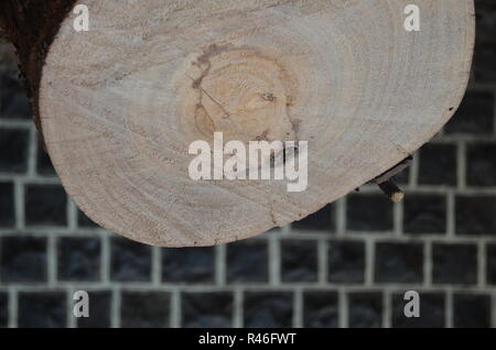 Menschliche Gesicht wie Muster in der Mitte der Querschnitt der cut Baumstamm! Stockfoto
