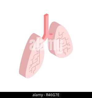 Lungen isometrische isoliert. Interne Orgel 3D Anatomie des menschlichen Körpers. Organe Systeme Körper Stock Vektor