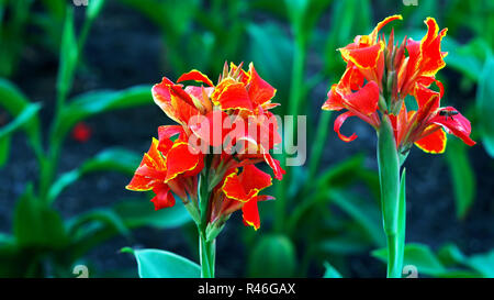 Rote Rose auf schwarzem Hintergrund - schöne Blume Stockfoto