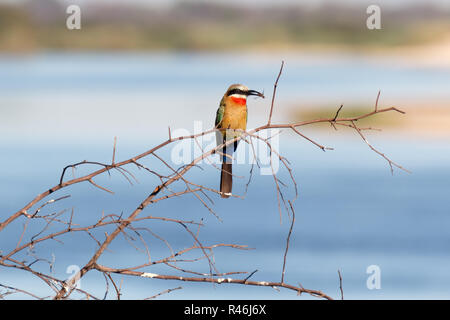 White fronted Bee-eater am Baum Stockfoto