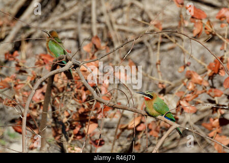 White fronted Bee-eater am Baum Stockfoto