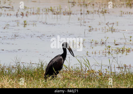 Afrikanische Openbill in Chobe Stockfoto