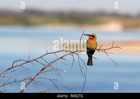 White fronted Bee-eater am Baum Stockfoto