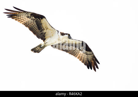 Einsame Osprey Jagd auf dem Flügel auf weißem Hintergrund Stockfoto