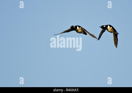 Zwei Hooded Merganser Enten Fliegen in einem blauen Himmel Stockfoto