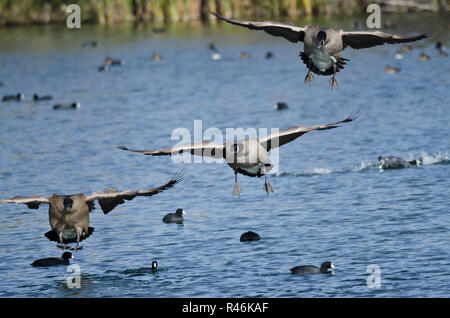 Kanada Gänse kommen für eine Landung auf dem Wasser Stockfoto