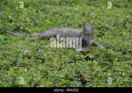 In "Iguana iguana Park', Guayaquil, Ecuador Stockfoto