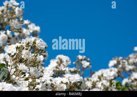 Reine weiße Rosen gegen den klaren, blauen Himmel Hintergrund. Stockfoto