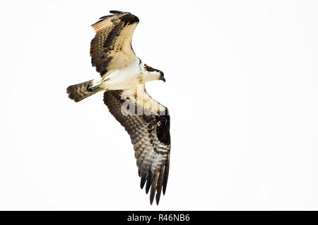 Einsame Osprey Jagd auf dem Flügel auf weißem Hintergrund Stockfoto