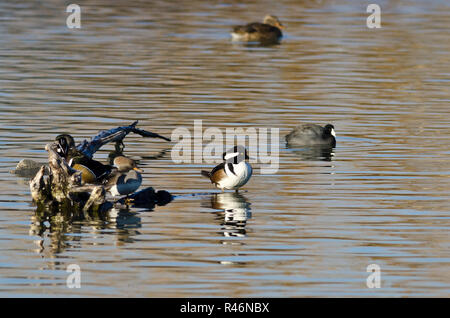 Männliche Hooded Merganser stehend auf dem noch Teich Wasser Stockfoto