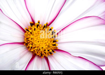 Kosmos Blume closeup Stockfoto