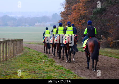 2018-11-24, Newmarket Suffolk UK. Pferde zurück zu Fuß zu Ihren Ställen am frühen Morgen nach dem Warren Hill ausgeübt werden. Stockfoto