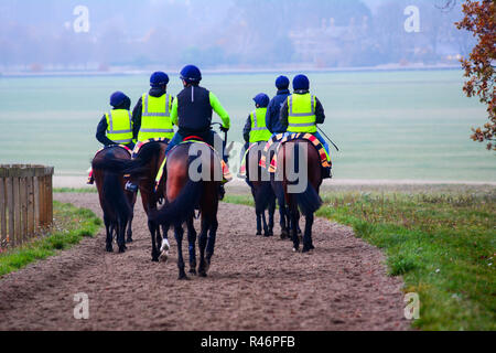 2018-11-24, Newmarket Suffolk UK. Pferde zurück zu Fuß zu Ihren Ställen am frühen Morgen nach dem Warren Hill ausgeübt werden. Stockfoto