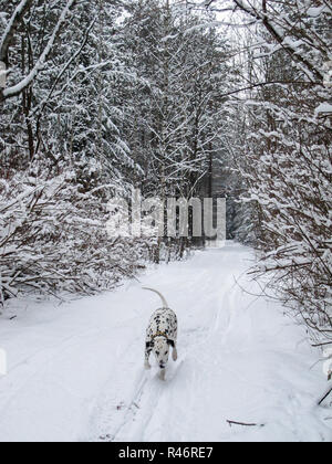 Dalmatiner läuft und spielt in einem Winter schneebedeckten Wald an einem frostigen Tag. Stockfoto