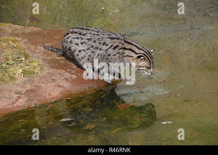 Fischen-Katze (Prionailurus Viverrinus) jagen und Fische im Wasser, hohe Winkel Seitenansicht beobachten Stockfoto
