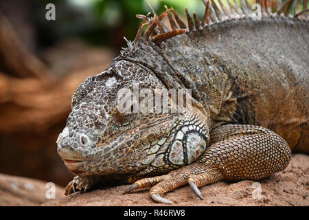 Close up Profil Porträt der Amerikanischen grünen Leguan Männchen ruht auf Felsen und Kamera, Low Angle View Stockfoto