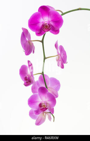 Weiß und Lila Phalaenopsis Orchideen Stockfoto