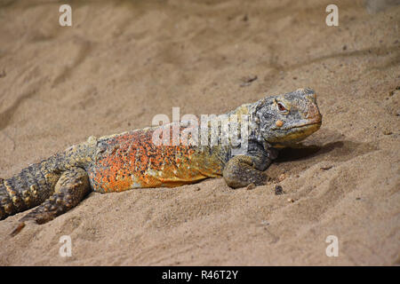 Close up Profil Portrait von Chinesischen crocodile Lizard (Shinisaurus crocodilurus) im Sand, an der Kamera suchen, Hohe Betrachtungswinkel Stockfoto