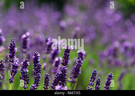 Lavendel Sträucher in lavendelblÃ¼te. Stockfoto