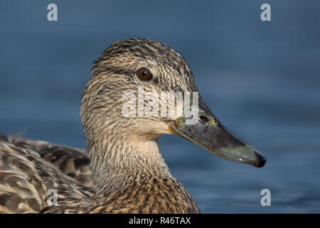 Stockente weiblich Stockfoto