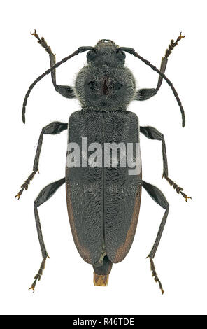 Altes Haus borer (Hylotrupes bajulus) ein Schädling woodborer aus Europa mit Ursprung Stockfoto