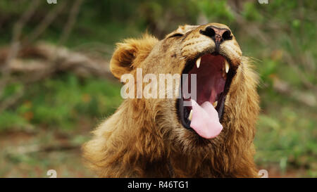 Löwin zeigt gefährlich die Zähne bei leichtem Regen - Kruger National Park - 2018 Stockfoto