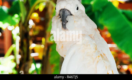 Weiße Papagei, kakadu Vogel // Schöne weisse Papagei ara 2018 Stockfoto